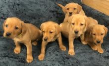 Puppies for sale golden retriever - Turkmenistan, Ashgabat