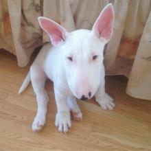 Puppies for sale bull terrier - Russia, Moscow