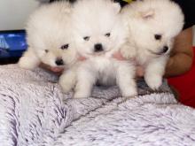 Puppies for sale pomeranian spitz - Moldova, Tiraspol