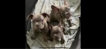 Puppies for sale french bulldog - Finland, Turks