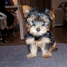 Puppies for sale yorkshire terrier - Slovakia, Czech-budievitsy