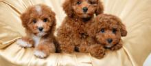 Puppies for sale poodle - Greece, Athens