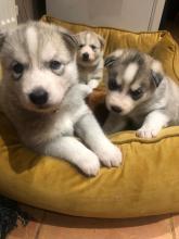 Puppies for sale other breed, siberian husky puppies - Moldova, Cahul