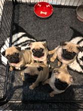 Puppies for sale pug - Georgia, Rustavi