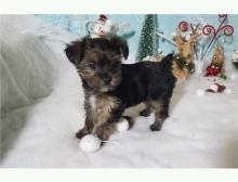 Puppies for sale yorkshire terrier - Turkmenistan, Ashgabat