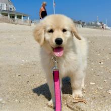 Puppies for sale golden retriever - Moldova, Tiraspol