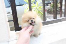 Puppies for sale pomeranian spitz - Cyprus, Nicosia