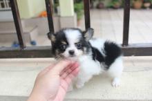 Puppies for sale chihuahua - Spain, Madrid