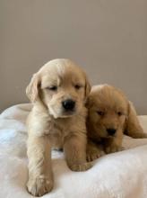 Puppies for sale labrador - Spain, Madrid