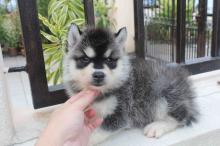 Puppies for sale haski - Spain, Lerida