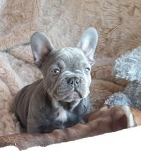 Puppies for sale french bulldog - Greece, Athens