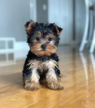 Puppies for sale yorkshire terrier - Finland, Kotka