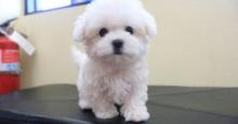 Puppies for sale maltese - Canada, Nova Scotia