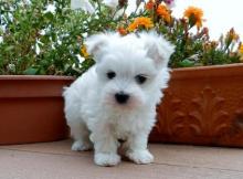 Puppies for sale maltese - Turkmenistan, Ashgabat