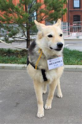 Отдам щенка в добрые руки Метис, Милая Звёздочка - послушная и воспитанная собака ищет хозяев - Россия, Москва