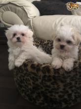 Puppies for sale maltese - Russia, St. Petersburg