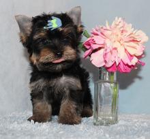 Puppies for sale yorkshire terrier - Georgia, Georgia