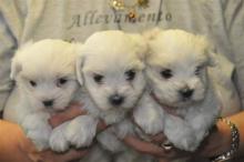 Puppies for sale maltese - Georgia, Zugdidi