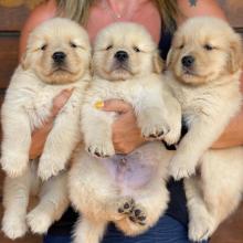 Puppies for sale golden retriever - Slovakia, Presov