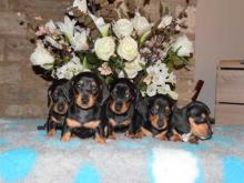 Puppies for sale dachshund - Denmark, Kopenagen. Price 32 €