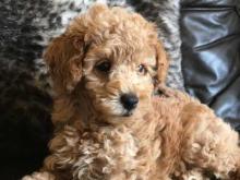 Puppies for sale toy-poodle - Finland, Helsinki. Price 21 $