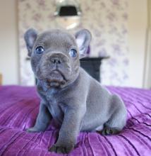 Puppies for sale french bulldog - Sweden, Malmo