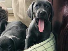 Puppies for sale weimaraner - Sweden, Stockholm. Price 10 €