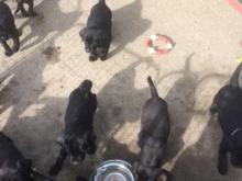 Puppies for sale labrador - Denmark, Kopenagen. Price 32 €