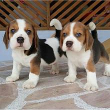 Puppies for sale beagle - Czech Republic, Poprad