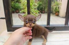 Puppies for sale chihuahua - Greece, Heraklion