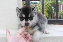 Puppies for sale haski - Denmark, Kopenagen