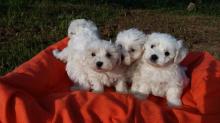 Puppies for sale maltese - USA, Indiana, Indianapolis