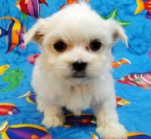 Puppies for sale maltese - Kazakhstan, Taraz