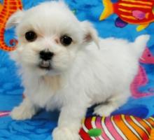 Puppies for sale maltese - USA, Iowa