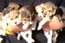 Puppies for sale beagle - United Kingdom, 