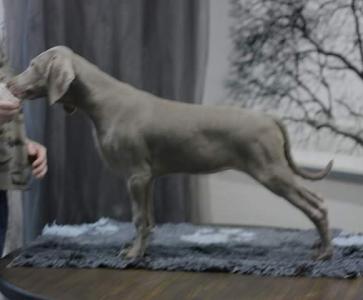 Продам щенка Веймаранер - Россия, Москва. Цена 60000 рублей