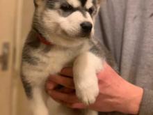 Puppies for sale haski - Austria, Vienna. Price 10 €