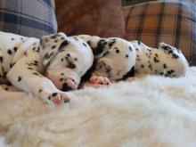 Puppies for sale dalmatian - Moldova, Chisinau. Price 32 €