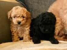 Puppies for sale toy-poodle - Georgia, Georgia. Price 21 €