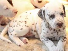 Puppies for sale dalmatian - Belarus, Grodno. Price 32 €