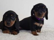 Puppies for sale dachshund - Austria, Vienna. Price 32 €