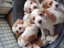 Puppies for sale beagle - Sweden, Norcheping. Price 50 €