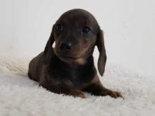 Puppies for sale dachshund - Lithuania, Moletai. Price 10 РУБ