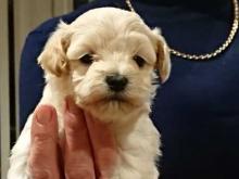 Puppies for sale , maltipoo - Spain, Madrid. Price 10 €