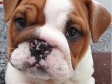 Puppies for sale english bulldog - Denmark, Kopenagen. Price 10 €