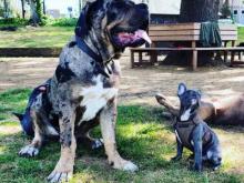 Puppies for sale neapolitan mastiff - Ireland, . Price 155 €