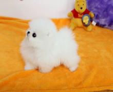 Puppies for sale pomeranian spitz - Turkmenistan, Ashgabat. Price 25 $