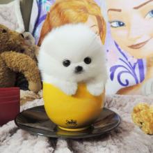 Puppies for sale pomeranian spitz - Armenia, Armenia