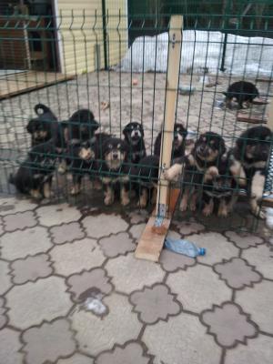 Продам щенка , Хотошо (бурят-монгольский волкодав) - Россия, Москва. Цена 15000 рублей
