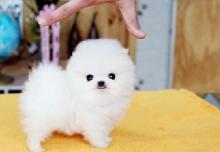 Puppies for sale pomeranian spitz - Turkmenistan, Turkmenabad